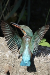 カワセミ