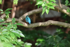 カワセミ