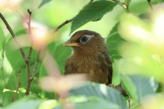 ガビチョウ