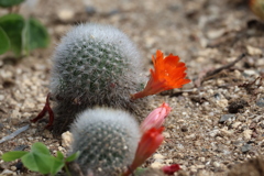 サボテンの花