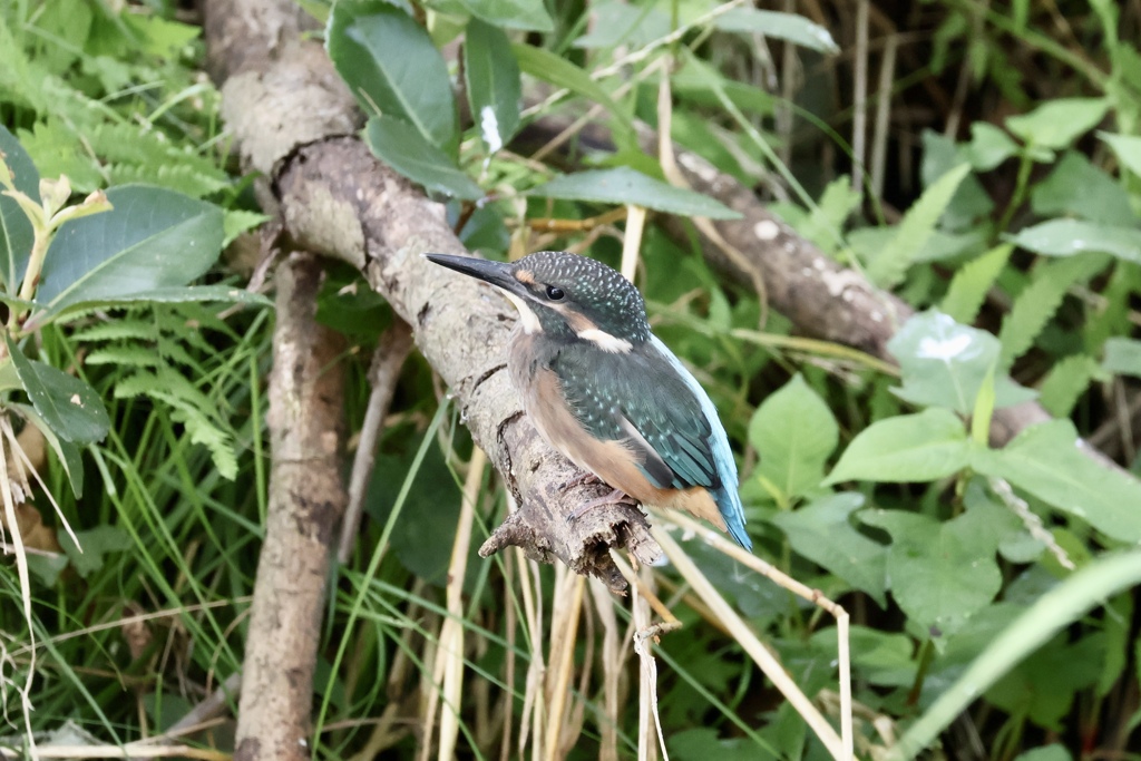 カワセミ幼鳥