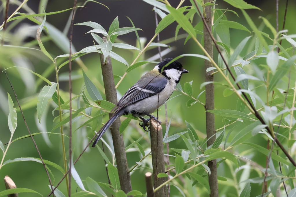 シジュウカラ
