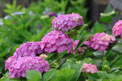 紫陽花