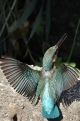 カワセミ
