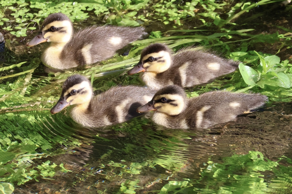 カルガモの雛