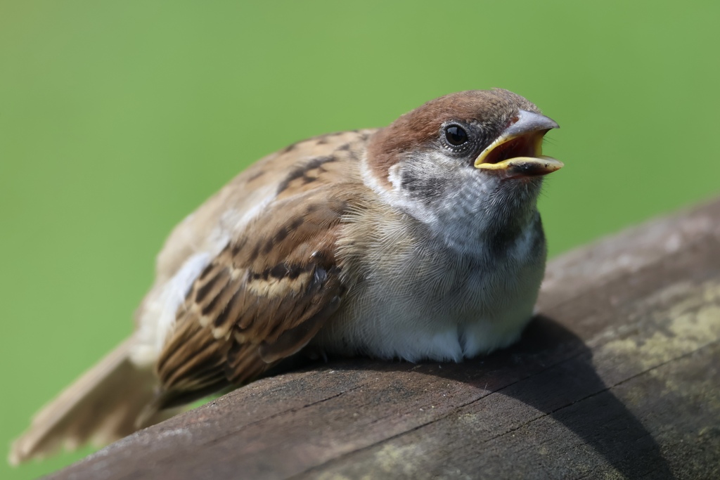 スズメ幼鳥