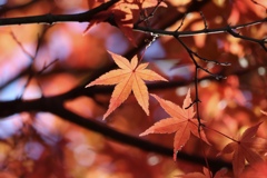紅葉