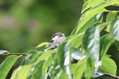 シジュウカラ