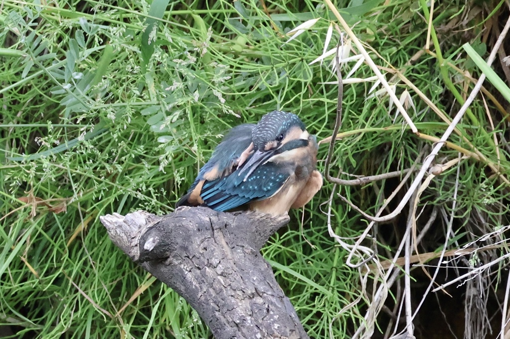カワセミ幼鳥