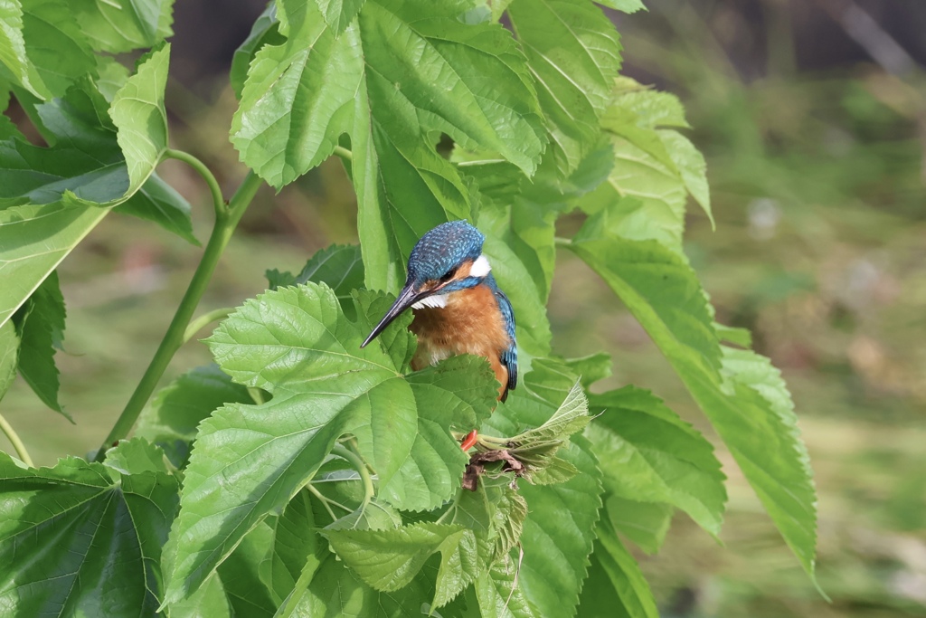 カワセミ