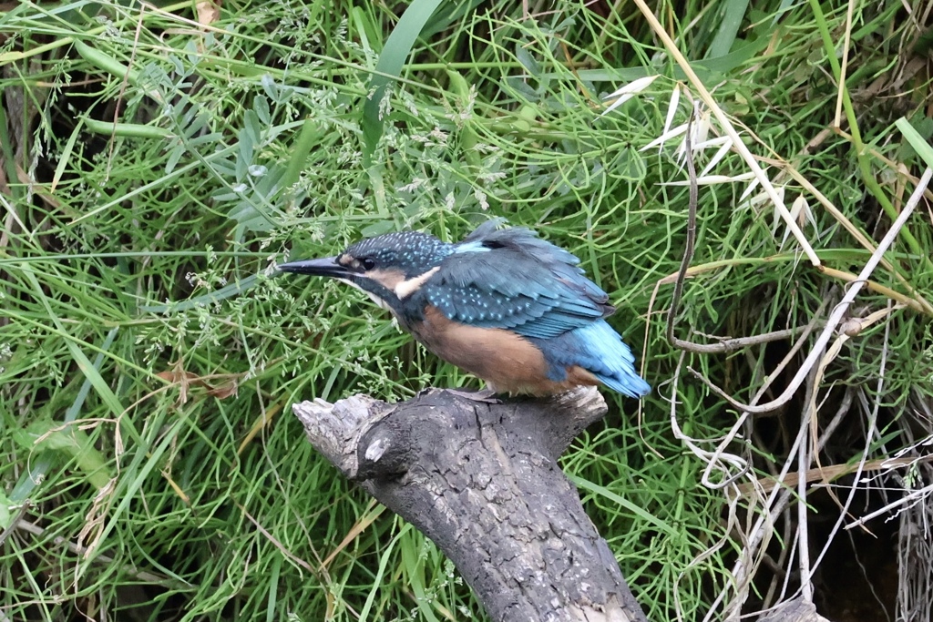 カワセミ幼鳥