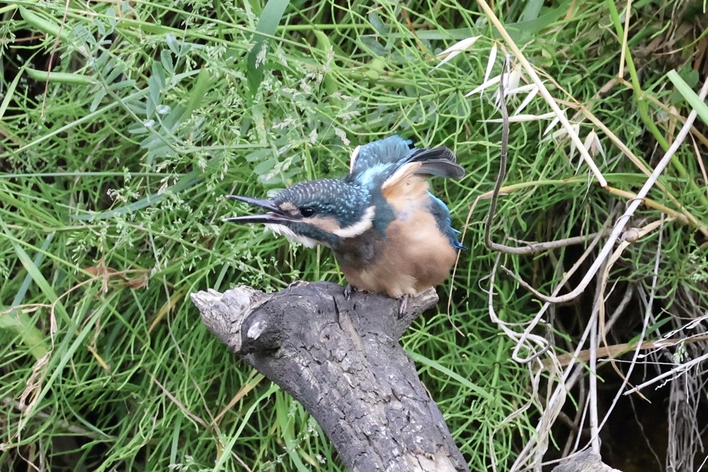 カワセミ幼鳥
