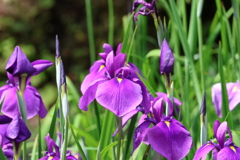 菖蒲