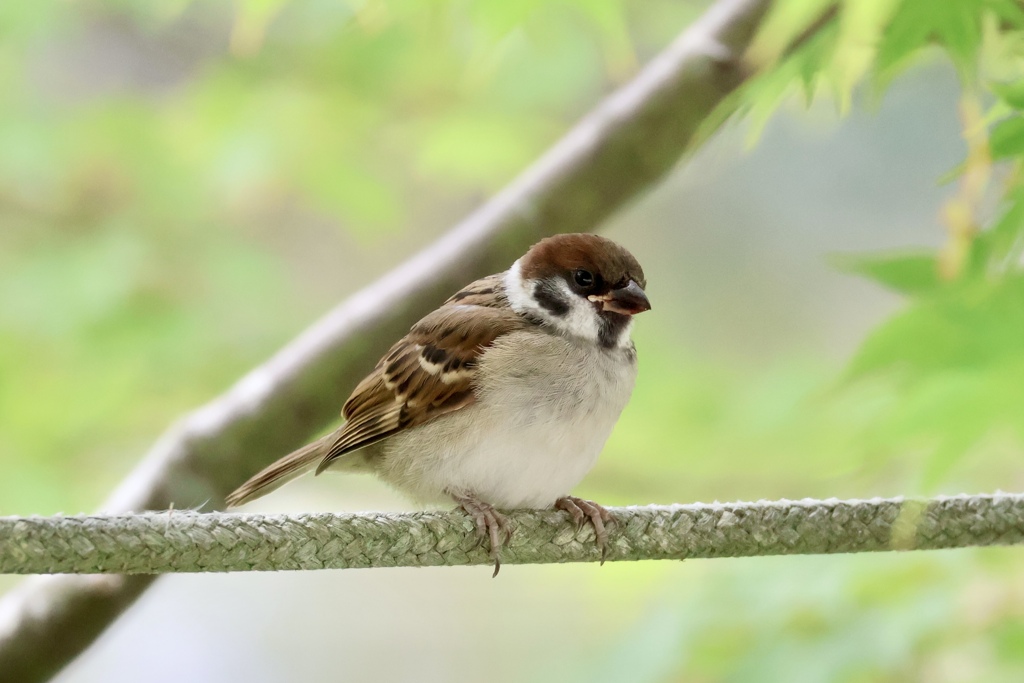 スズメ幼鳥