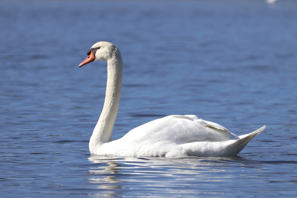 コブハクチョウ