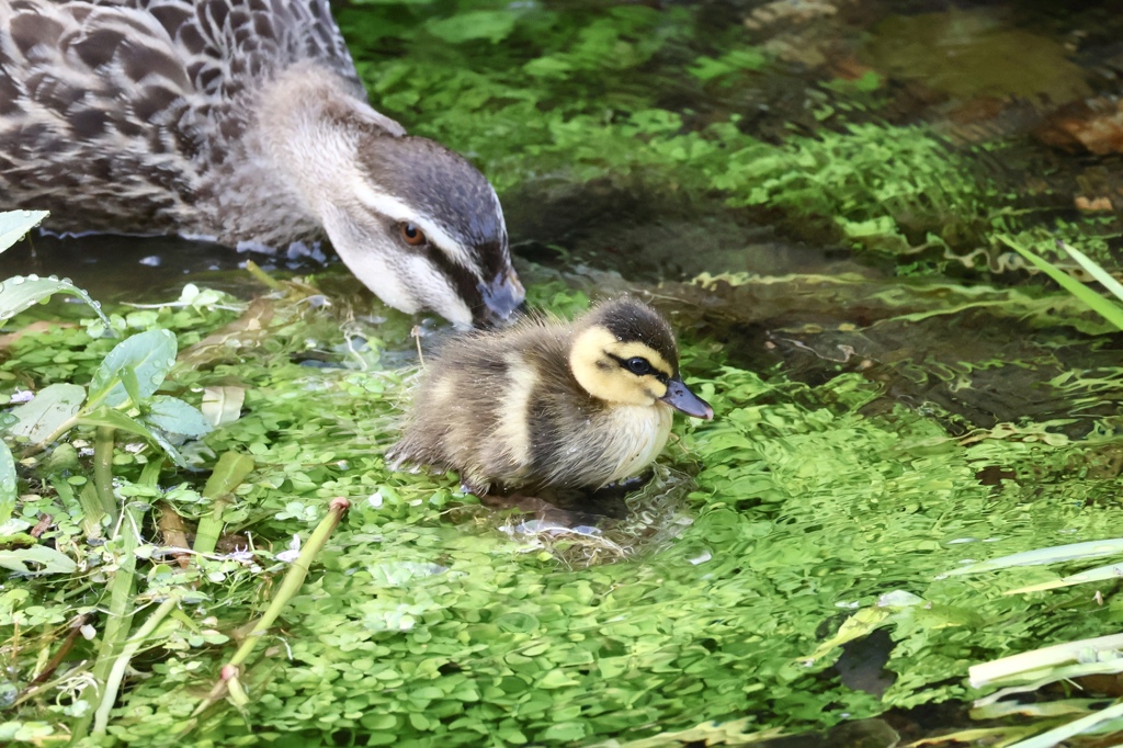 カルガモ親子