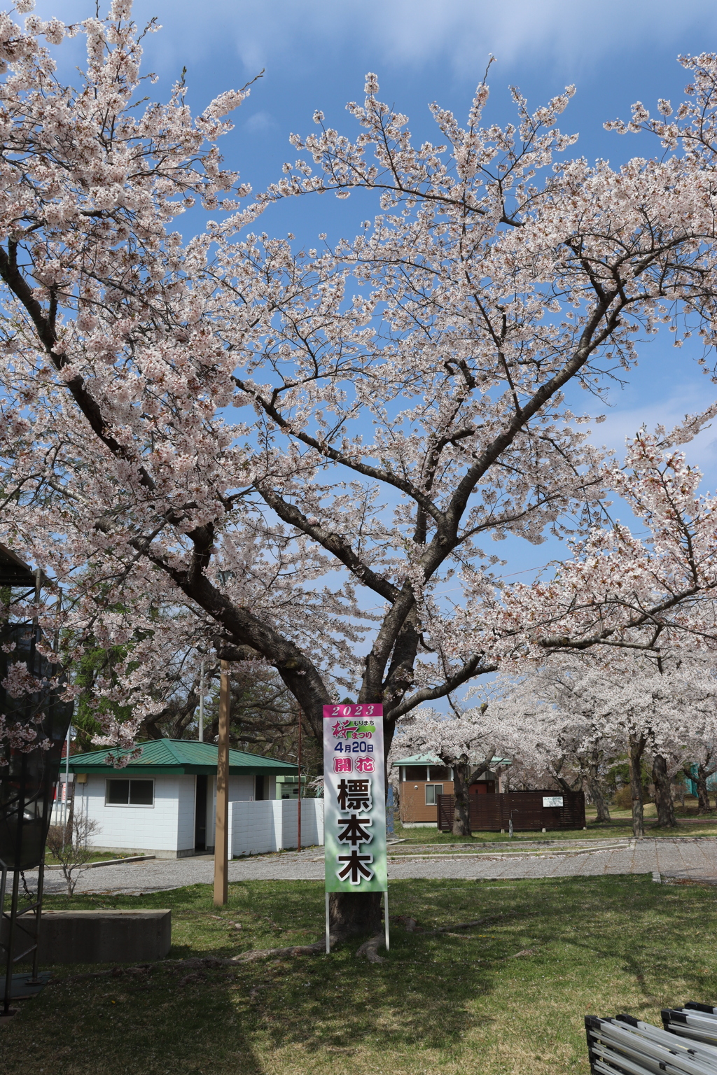 満開の桜