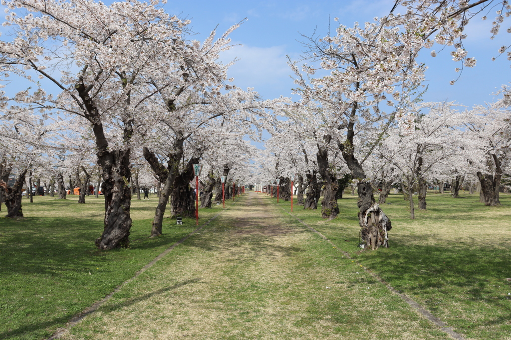 桜道