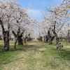 桜道