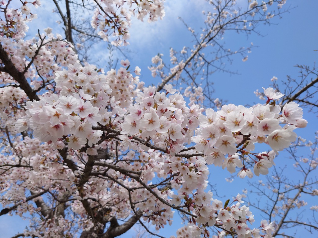 満開の桜