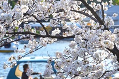 池の淵の桜
