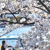 池の淵の桜