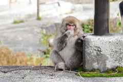 おさるさんA「え、撮るの！？」
