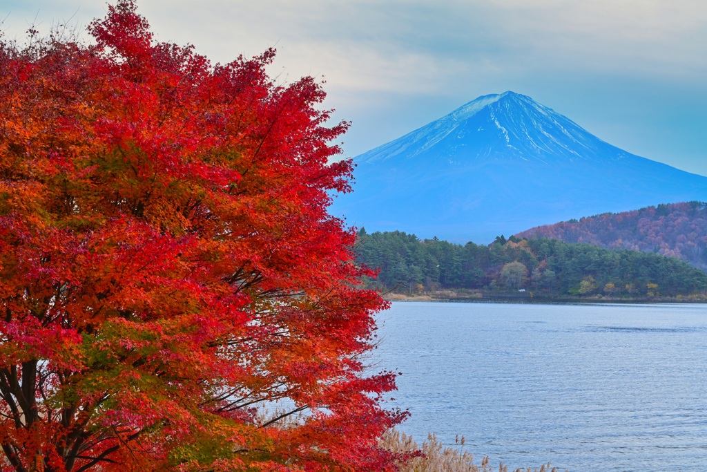 河口湖の紅葉と富士山