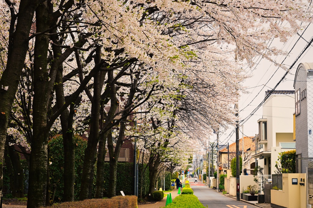 桜並木