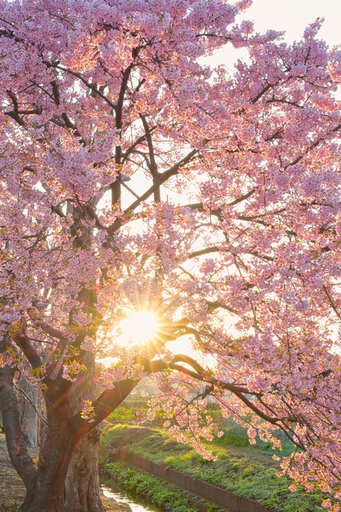 夕日に照らされた桜の木