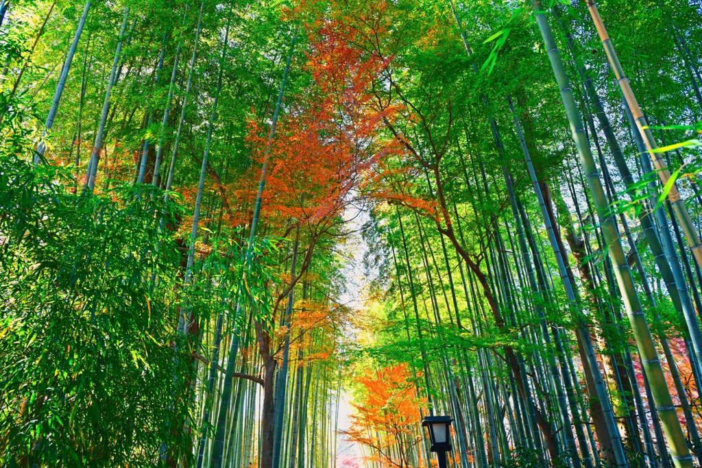竹林の小径