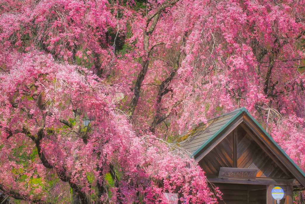桜瀑布