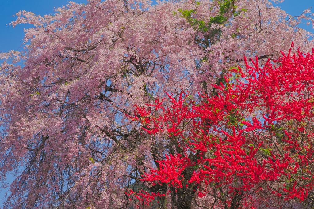 桜と花桃の共演