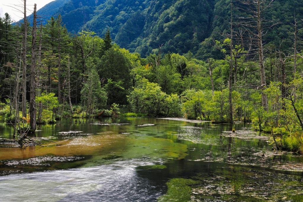 岳沢湿原