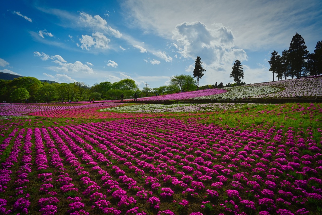 秩父芝桜の丘