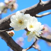 白梅の花