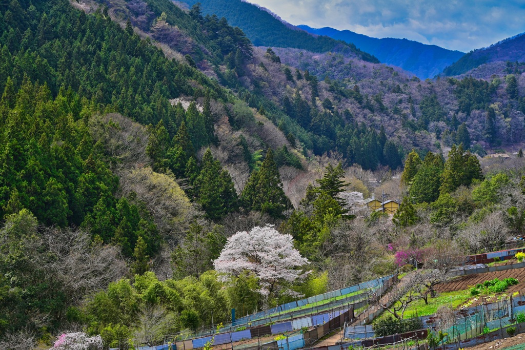 小菅村山間部の風景