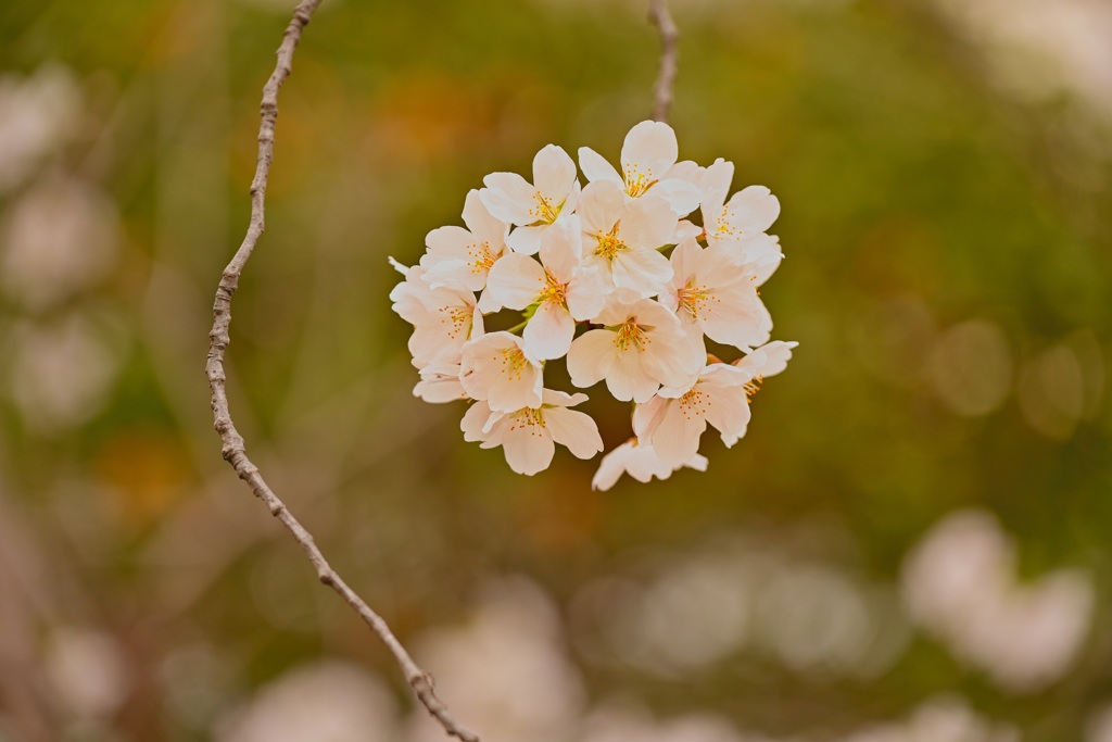 桜のぼんぼり