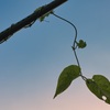夕暮れと弦の若葉