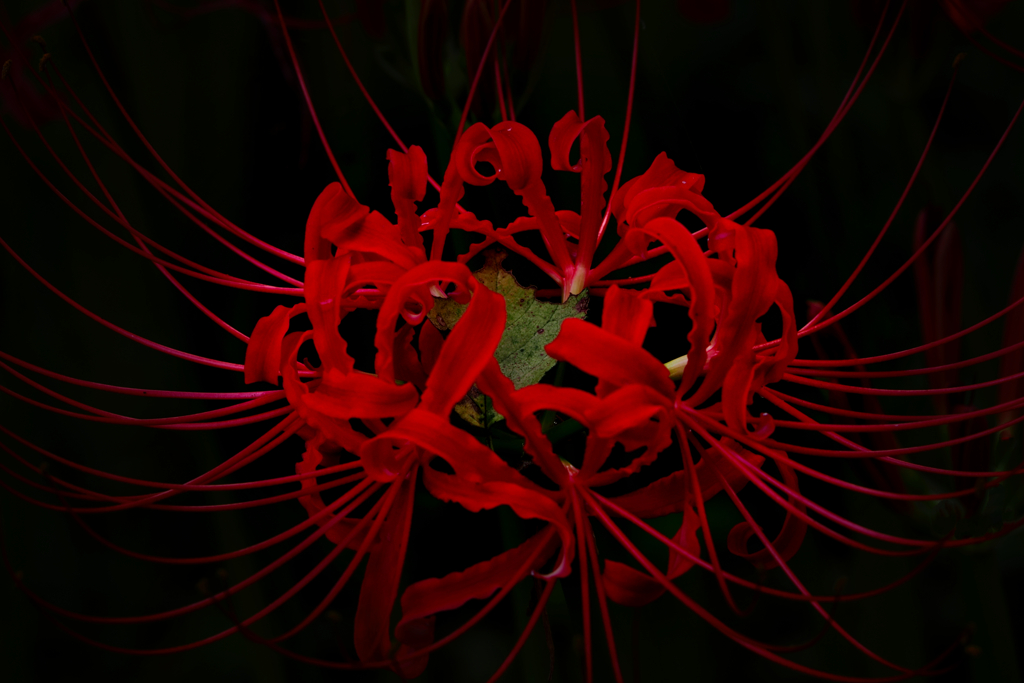 紅い花一輪