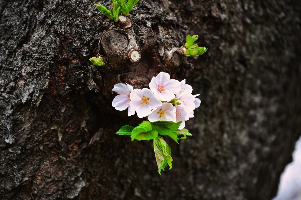 桜の花