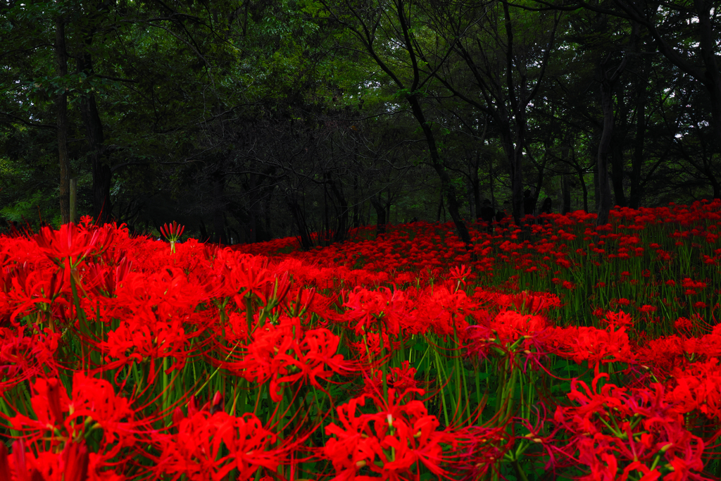 曼殊沙華の森