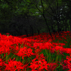 曼殊沙華の森