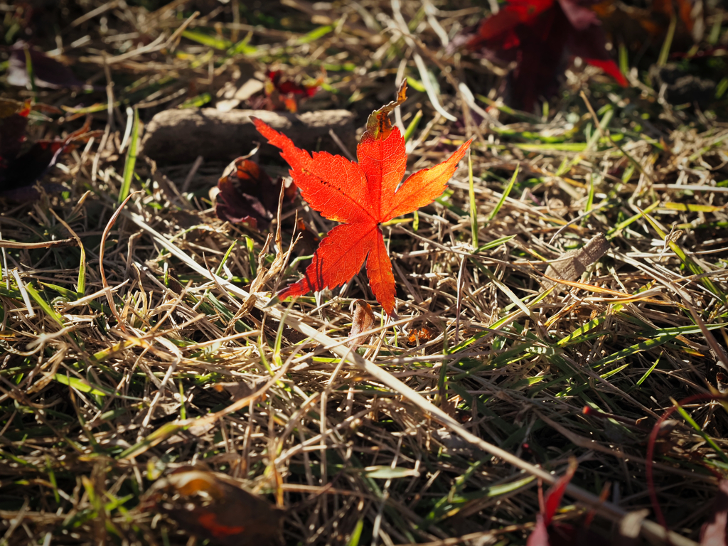 紅葉落葉