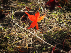 紅葉落葉