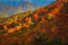 太陽に照らされた紅葉林