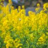 蝶々と菜の花