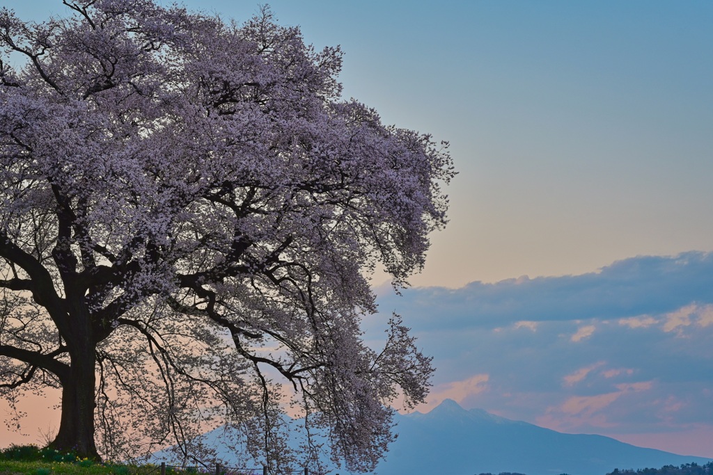 夕暮れのわに塚の桜