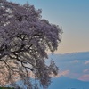 夕暮れのわに塚の桜