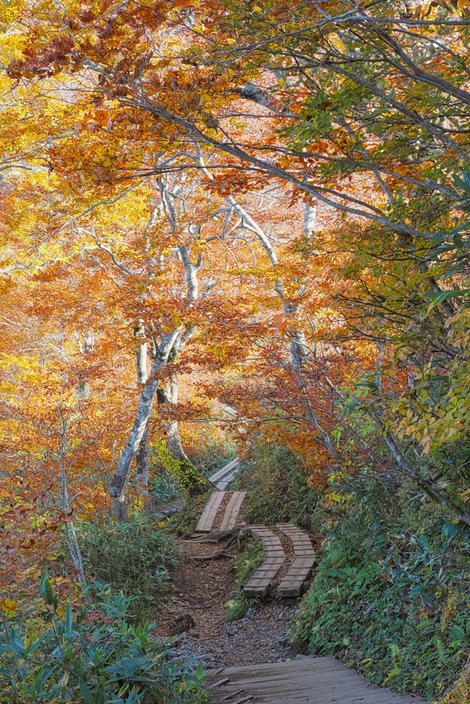 森の中の登山道